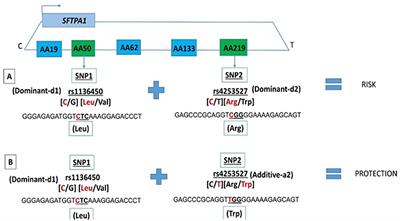 Single Nucleotide Polymorphisms Interactions of the Surfactant Protein Genes Associated With Respiratory Distress Syndrome Susceptibility in Preterm Infants